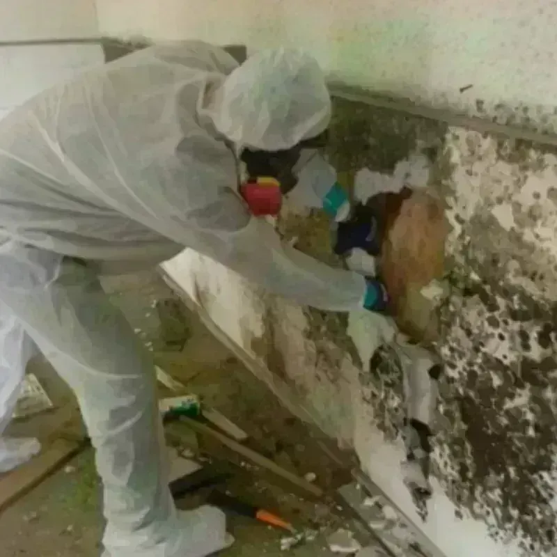 Mold Remediation and Removal in Letcher County, KY